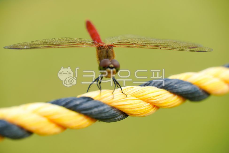 고추잠자리,reddragonfly,곤충,가을,절지동물,고향,잠자리채,잠자리,insect,fall,자연,힐링