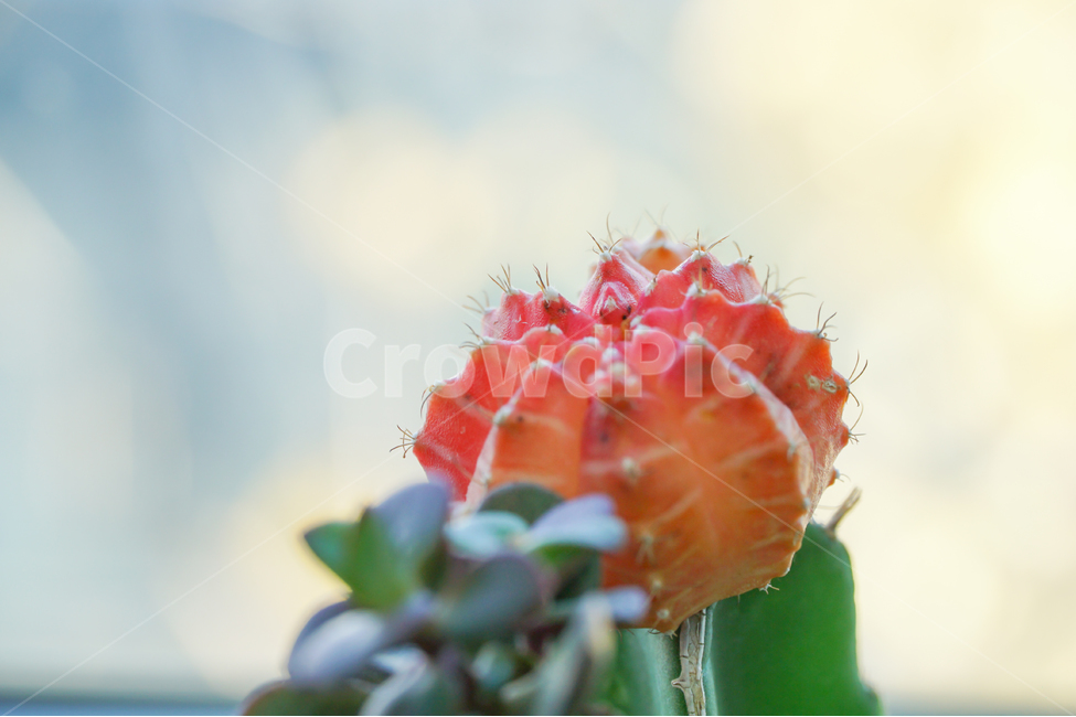 외면,가시,선인장,화분,식물,카페,식물,자연,plants,nature,꽃,flower,감성,sensible,feeling