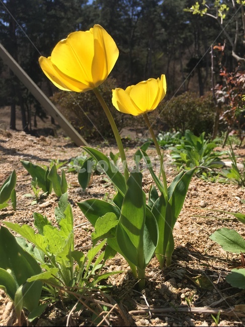 식물,꽃,튤립,노란튤립,노란색,봄,봄꽃,봄,계절,spring,season,식물,자연,plants,nature,꽃,flower,plant,blossom