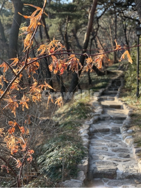 plant,식물,tree,나무,leaf,잎,treetrunk,나무줄기,nature,자연,숲,forest,산,mountain,산책로,trail,trekking,가을,봄,노을,autumn,spring,sunset,evening,햇빛,sunshine