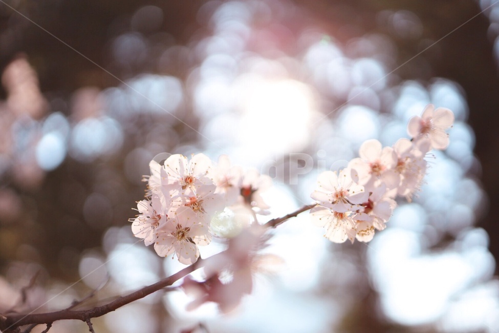 봄,벚꽃,식물,햇살,나무,봄,계절,spring,season,식물,자연,plants,nature,꽃,flower,휴식,힐링,rest,relaxation,healing,plant,blossom