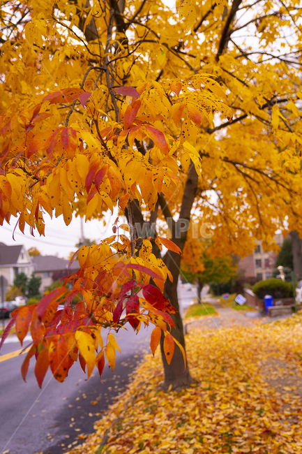 leaf,잎,plant,식물,tree,나무,maple,단풍,가을,계절,fall,autumn,season