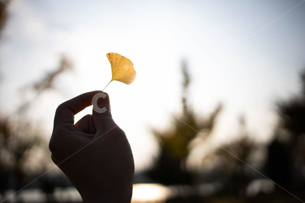 은행,가을,가을하늘,은행나무,단풍,낙옆,손가락,finger,maple,autumn,가을,계절,fall,autumn,season,감성,sensible,feeling