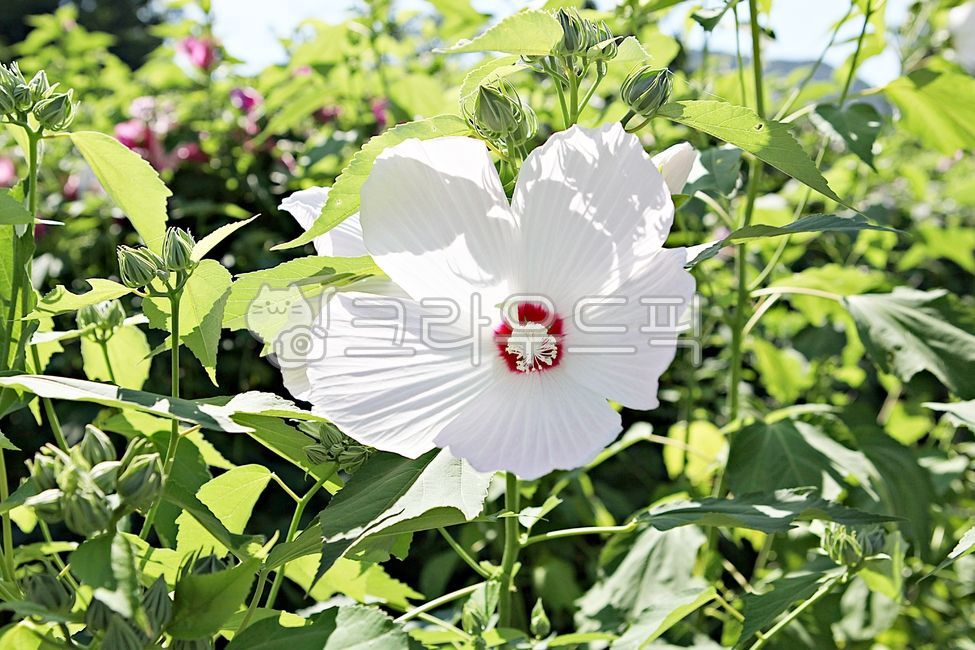 꽃,꽃잎,잎,여름꽃,개화,식물,자연,공원