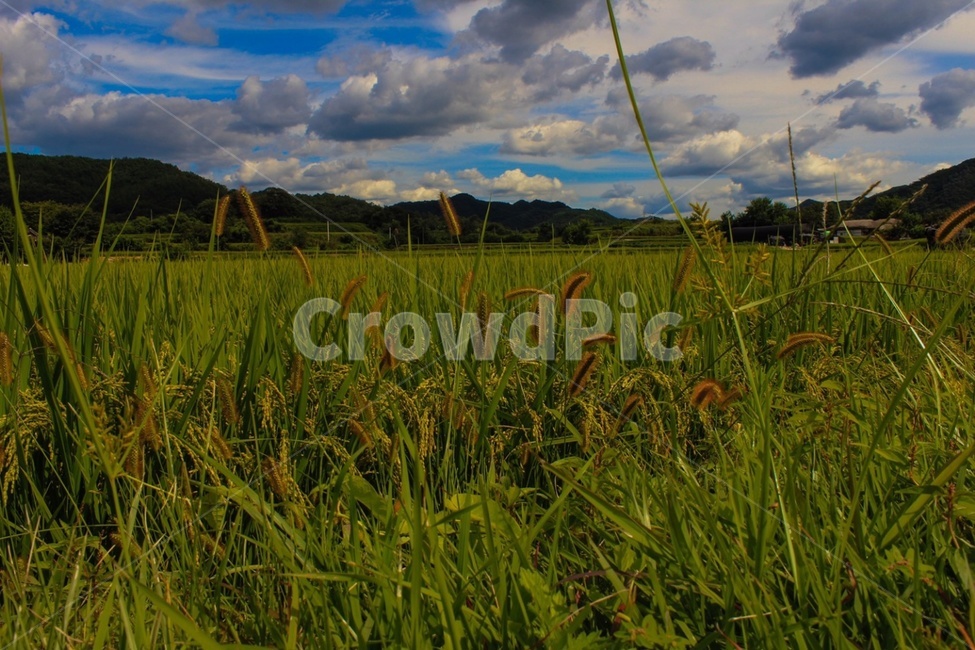 벼,강아지풀,산,하늘,구름,식물,풍경,자연,힐링,감성,asianrice,nature,mountain,sky,cloud,plant,view,healing,자연,풍경,nature,landscape,field,들,grassland,목초지,outdoors,옥외,weather,날씨