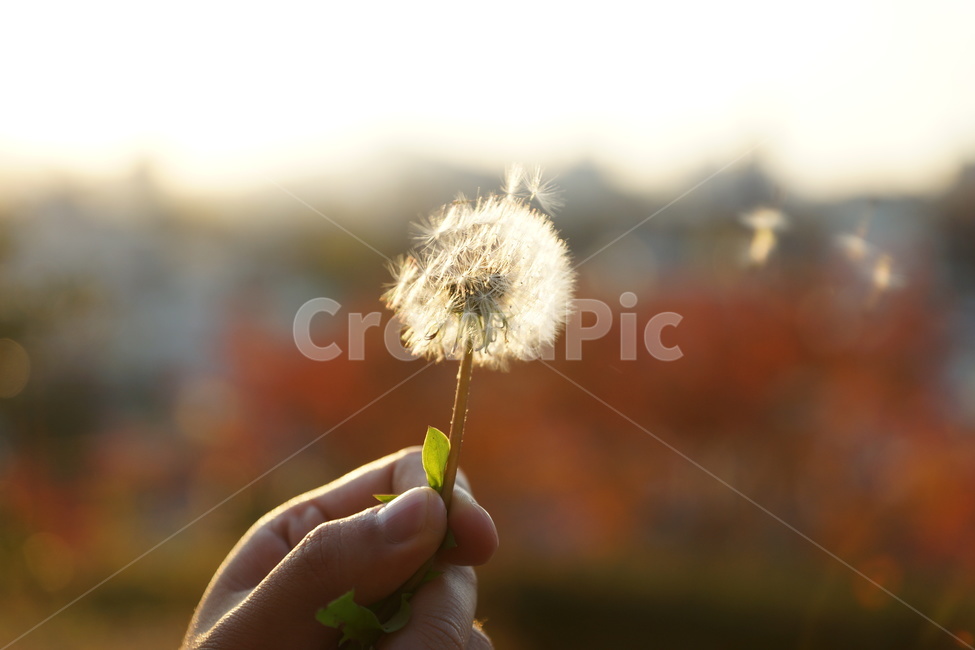 바람,민들레,씨앗,계절,봄,손,노을,해질녁