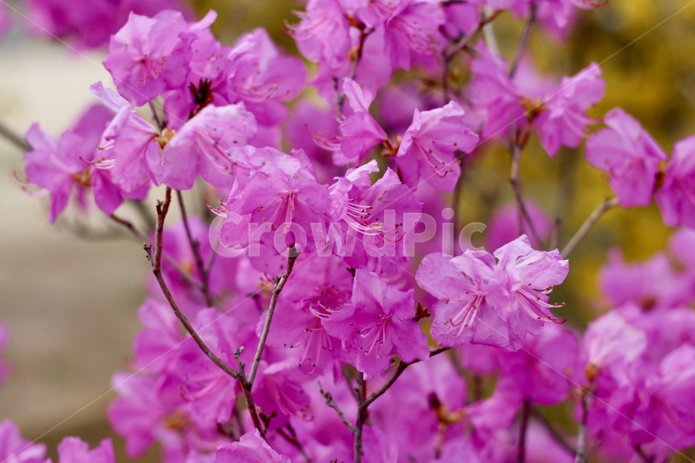 진달래,봄,나무,화려한,핑크색,식물,자연,plants,nature,꽃,flower