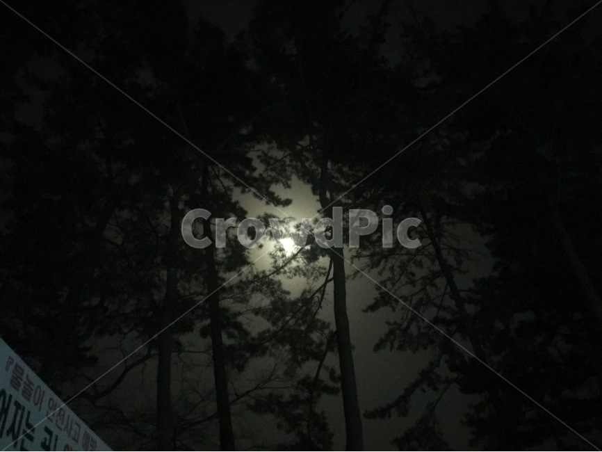 밤,밤하늘,달,감성,풍경,분위기,자연,풍경,nature,landscape,야경,밤,nightscape,night,식물,plants,나무,trees,wood,outdoors,옥외