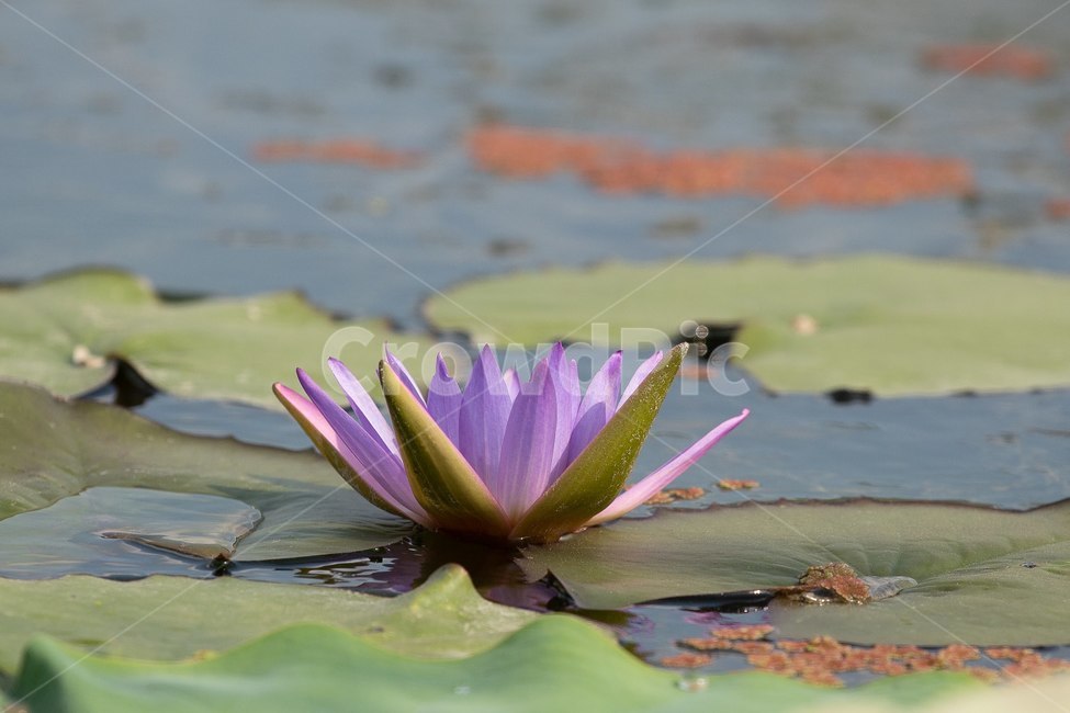 자연,꽃,연꽃,수련,빅토리아,식물,자연,plants,nature,꽃,flower