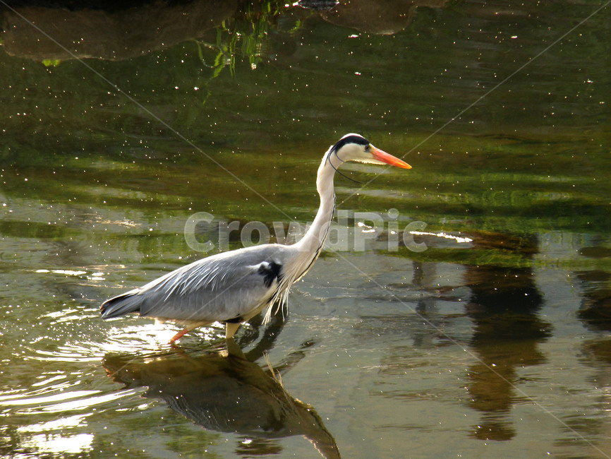 조류,새,동물,부리,학,동물,animal,조류,새,birds