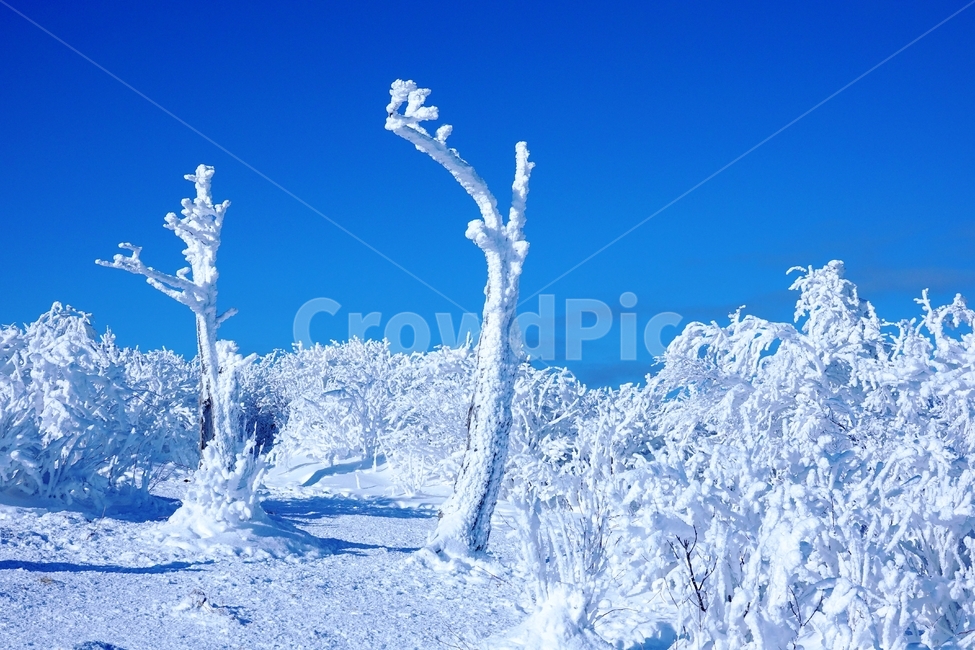 태백산,국립공원,설경,겨울,나무,주목,함백산,폭설,상고대,하늘,겨울,계절,winter,season
