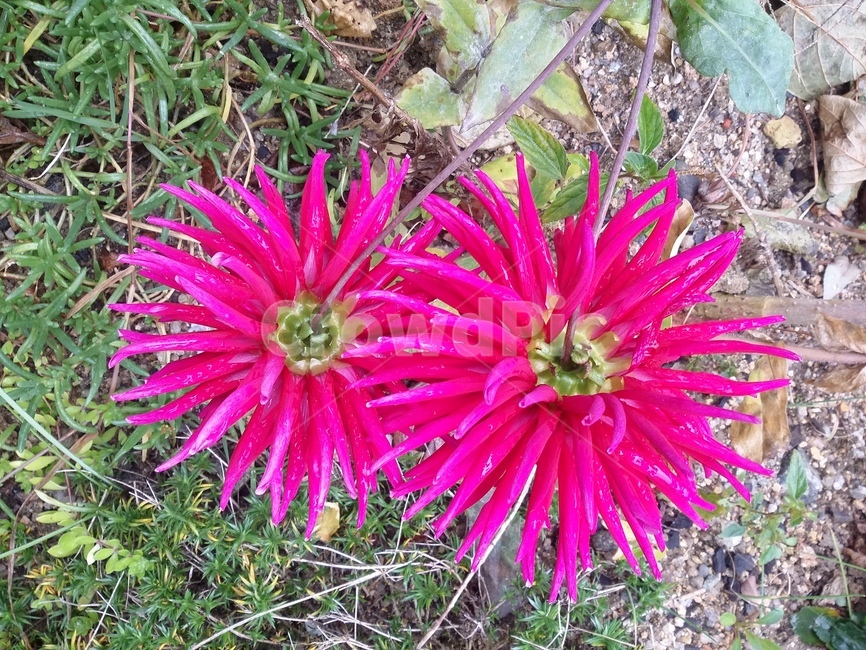 꽃,식물,flower,plant,자연,식물,자연,plants,nature,꽃,flower