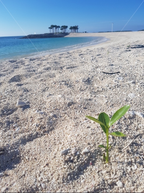 오키나와,일본,여름,바다,섬,하늘,모래,생명,풀,잎,파도,okinawa,japan,leaf,life,island,summer,sand,sky,bud,sprout,tree,palmtree,자연,풍경,nature,landscape,해변,바다,beach,sea,dirt road,흙길,road,도로,gravel,자갈,ground,바닥