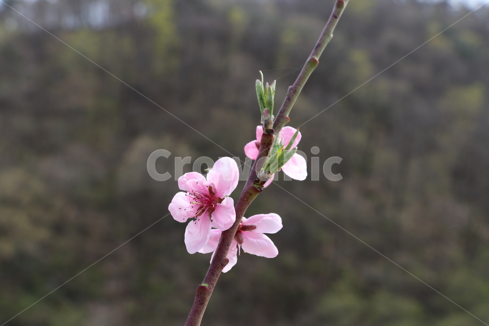 복사꽃,복숭아꽃,도화,꽃,복숭아,식물,자연,plants,nature,꽃,flower