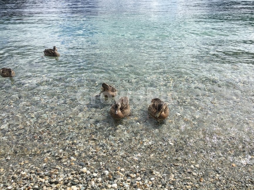 오리,duck,호수,lake,water,물,자연,nature