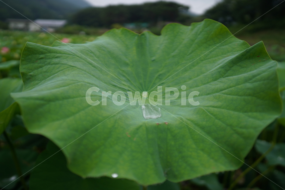 연꽃,연꽃잎,잎,식물,넓은잎,식물,자연,plants,nature