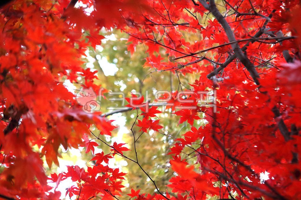 가을, 낙엽, 단풍나무, 단풍잎, leaf, 사진,이미지,일러스트,캘리그라피 - benjamin작가