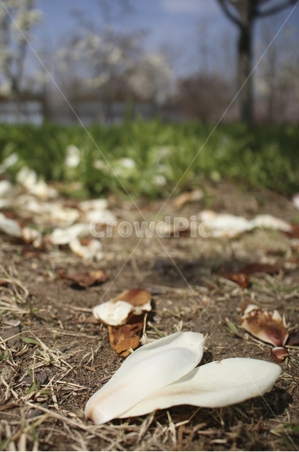 plant,식물,ground,바닥,flower,petal,꽃잎,백목련,목련,낙화