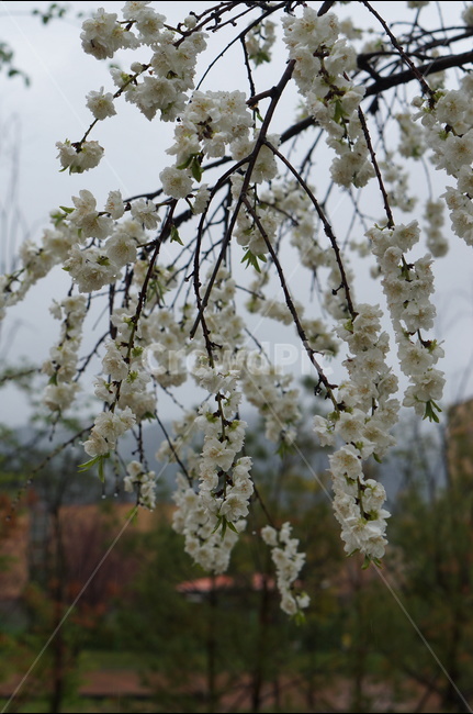 백매화,흰색,봄,하늘,저녁,흐림,봄,계절,spring,season,식물,자연,plants,nature,꽃,flower,plant,blossom,cherry blossom,벚꽃