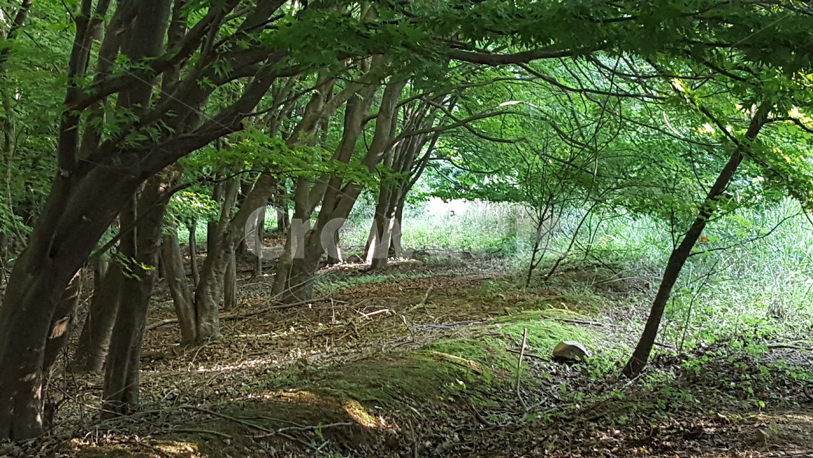 나무,숲,길,자연,연두,경치,자연,풍경,nature,landscape,tree,plant,식물,ground,바닥,tree trunk,나무 줄기