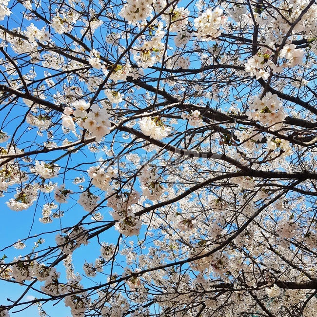 벚꽃,꽃,봄,cherryblossom,spring,벚꽃나무,나무,핑크,하늘,봄,계절,spring,season,식물,자연,plants,nature,꽃,flower,plant,cherry blossom,blossom