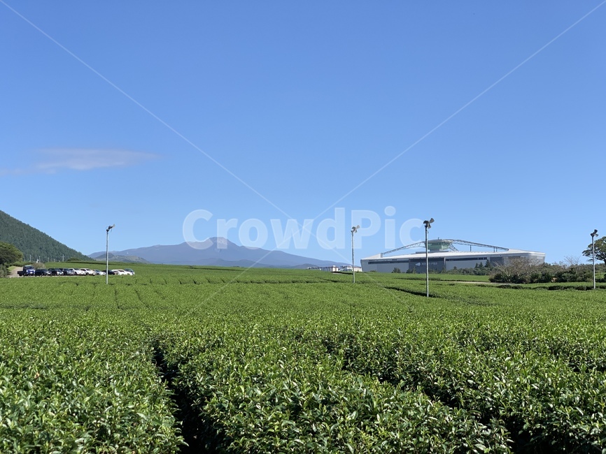 녹차밭,녹차,밭,sky,blue,초록색,파랑색,하늘,농업,농사,agriculture,farming,farming industry