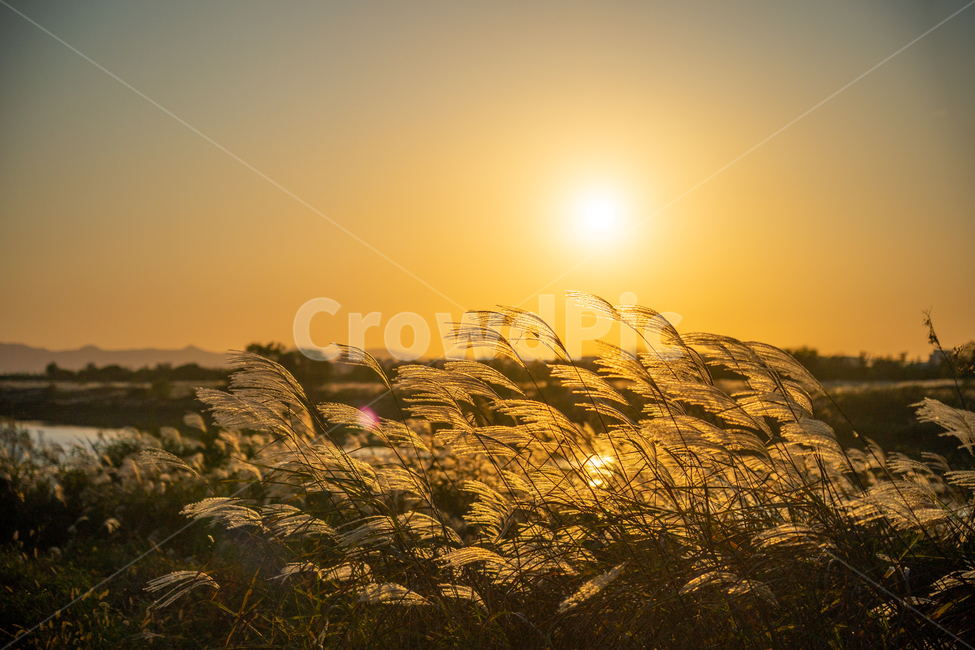 억새,flamegrass,silvergrass,일몰,sunset,sundown,식물,빛,light,자연,풍경,nature,landscape,식물,plants