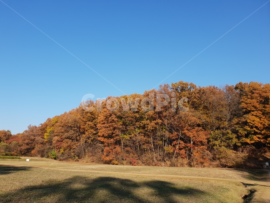 가을풍경,단풍,단풍놀이,가을감성,소나무,융릉,건릉,산책로,숲,나무,낙엽,가을,계절,fall,autumn,season,자연,풍경,nature,landscape,field,들,grassland,목초지,outdoors,옥외,tree,plant,식물