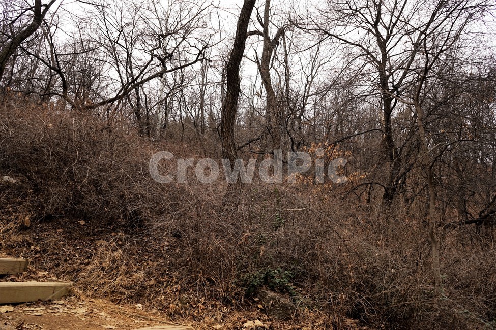 산행,식물,자연,초봄,계절,풍경,landscape,nature,나무,낙엽,나무가지,trees,desolation,solitary,fallenleaves,brown,branches,자연,풍경,nature,landscape,ground,바닥