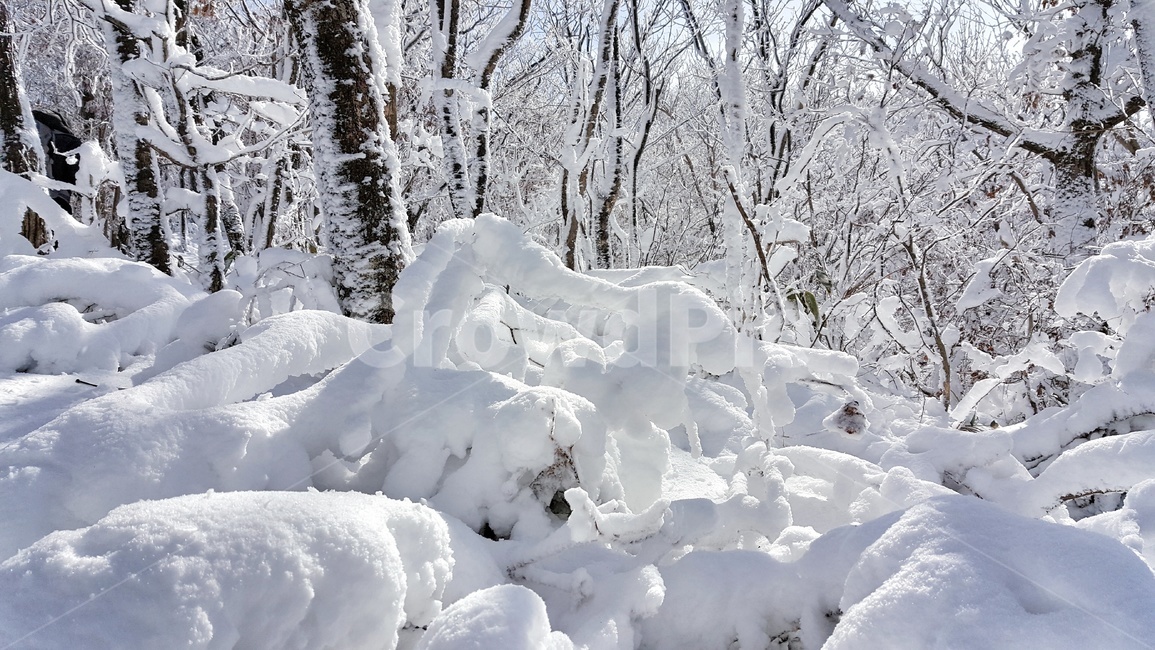 속리산,겨울,눈,설산,눈꽃,상고대,눈꽃풍경,겨울풍경,국립공원,화이트,자연,계절,나무,식물,산,풍경,snow,landscape,winter,wood,plants,mountain,season,겨울,계절,winter,season
