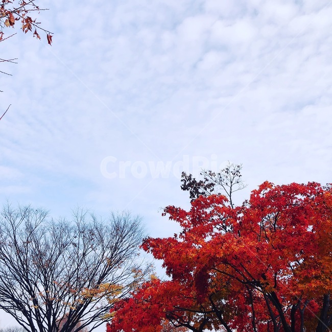 단풍나무,가을하능,가을,가을풍경,단풍,붉은단풍,자연,가을,계절,fall,autumn,season,tree,나무,plant,식물,leaf,잎,maple