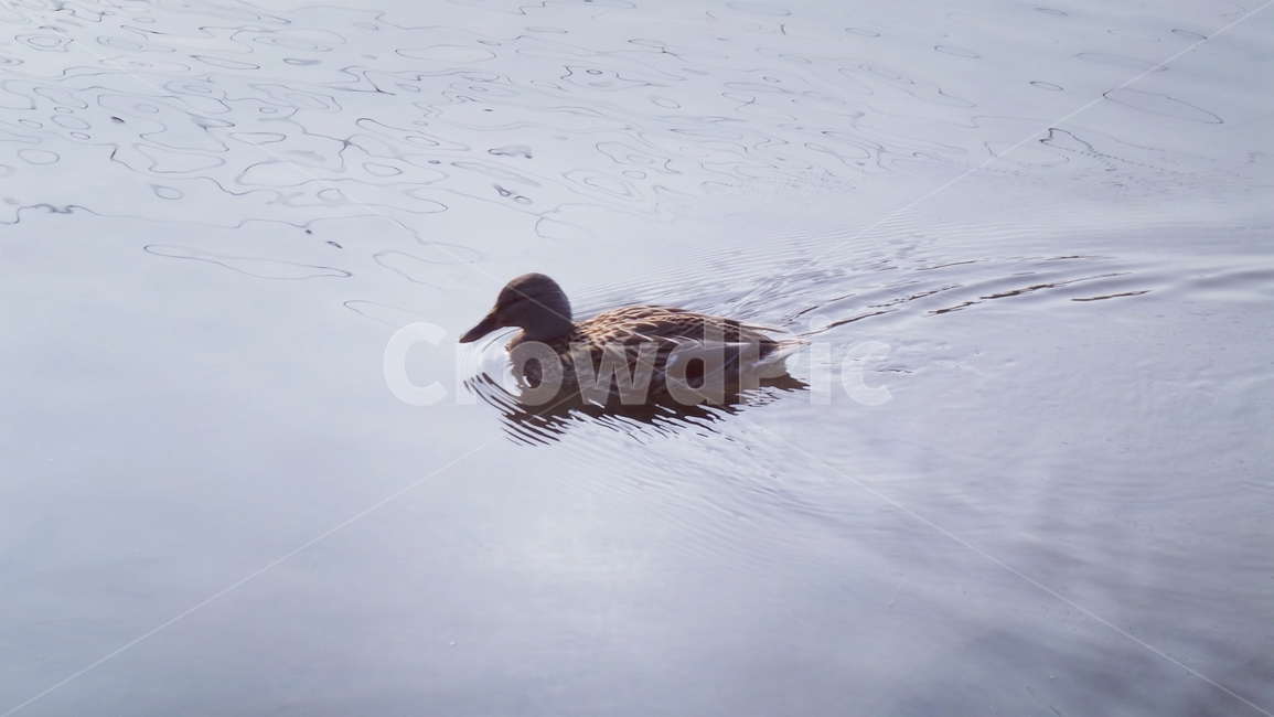 오리,조류,동물,bird,animal,동물,animal,조류,새,birds