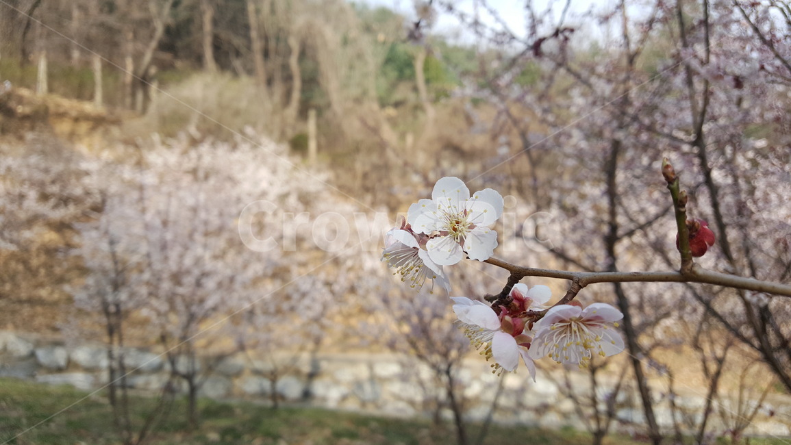 봄,꽃,벚꽃,아차산,spring,식물,계절,flower,season,plants,아름다움,낭만,새벽,자연,로맨틱,backgroundimage,낭만다리,romantic,nature