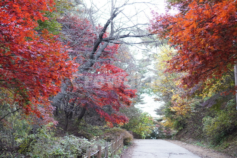 가을산,단풍,낙엽,나무,가을,가을,계절,fall,autumn,season,자연,풍경,nature,landscape,tree,plant,식물,maple,leaf,잎