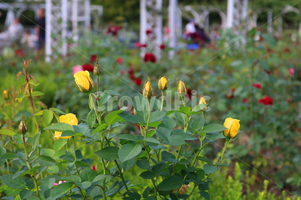 장미,장미꽃,꽃,식물,자연,란도라,노란장미,원예,관상용,식물,자연,plants,nature,꽃,flower