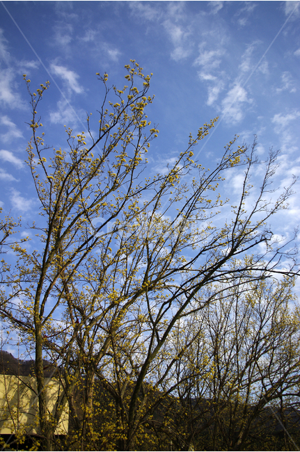 산수유,나무,하늘,파란하늘,꽃봉오리,봄,봄날,봄풍경,봄꽃,감성,spring,flower,봄길,산책,봄나들이,식물,꽃,구름,봄,계절,spring,season,식물,자연,plants,nature,나무,trees,wood