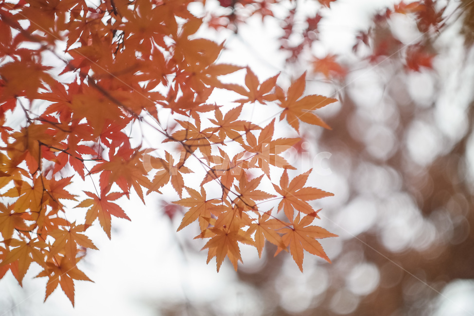 가을,가을색,단풍,만추,가을이미지,자연,풍경,autumn,season,계절,아름다운,식물,fall,가을,계절,fall,autumn,season,식물,자연,plants,nature,leaf,잎,plant,tree,나무