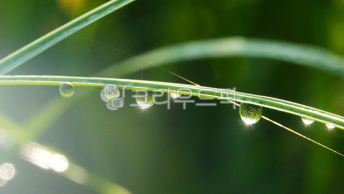 이슬,물방울,작은물방울,잎,풀잎,자연,옥외,빛,droplet,leaf