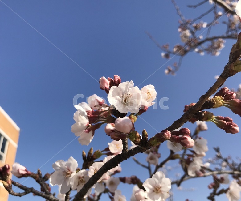 벚꽃,봄,꽃필무렵,하늘,시작,체리블라썸,pink,핑크,꽃,cherryblossom,봄,계절,spring,season,plant,식물,flower,blossom,cherry blossom