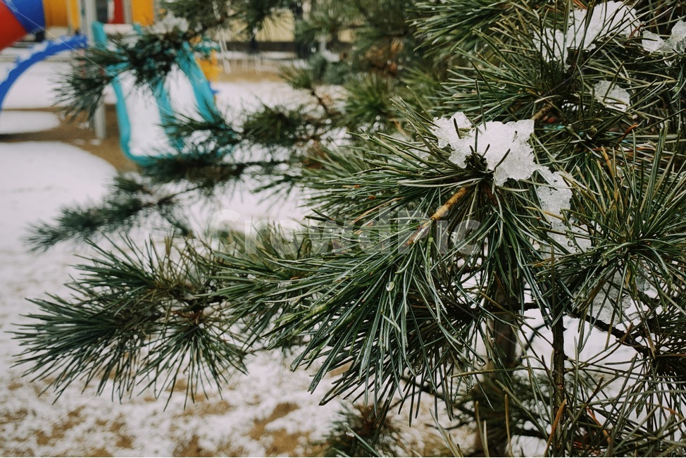 필름,겨울,색감,풍경,배경,겨울,계절,winter,season,식물,자연,plants,nature