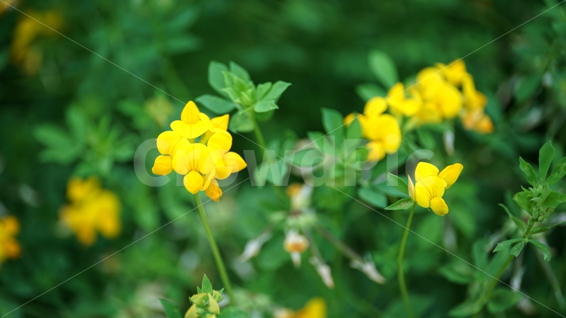 꽃,플라워,식물,자연,여름꽃,flower,nature,꽃사진,plants,풍경,landscape,접사,macro,봄,spring,계절,season,벌노랑이,벌노랑이꽃,한국자연,snap,스냅,클로즈업,closeup,식물,자연,plants,nature,꽃,flower