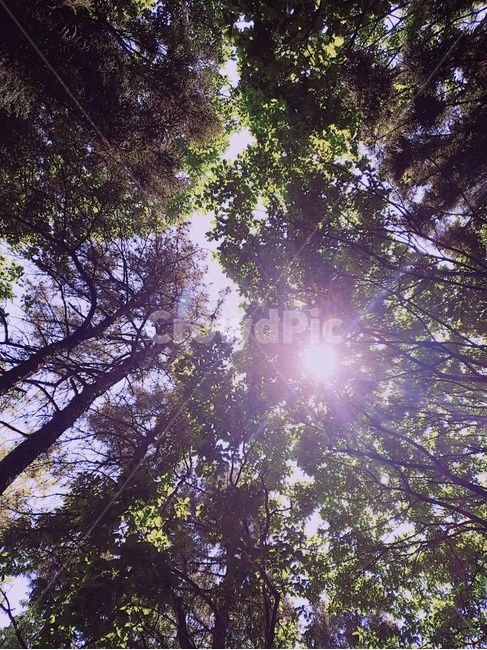 나무,하늘,햇빛,산,숲,태양,산책,힐링,햇살,등산,산책로