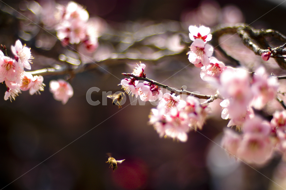 plant,꽃잎,petal,식물,blossom,꽃,flower,매화,봄,계절,spring,season