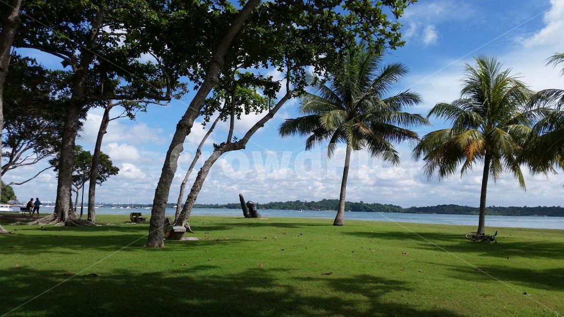 summer,여름,grass,잔디,plant,식물,해변,바다,야자수,palmtree,beach,park,싱가포르,싱가폴,singapore