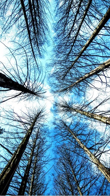하늘,파란하늘,sky,plant,식물,tree,나무,배경,배경화면