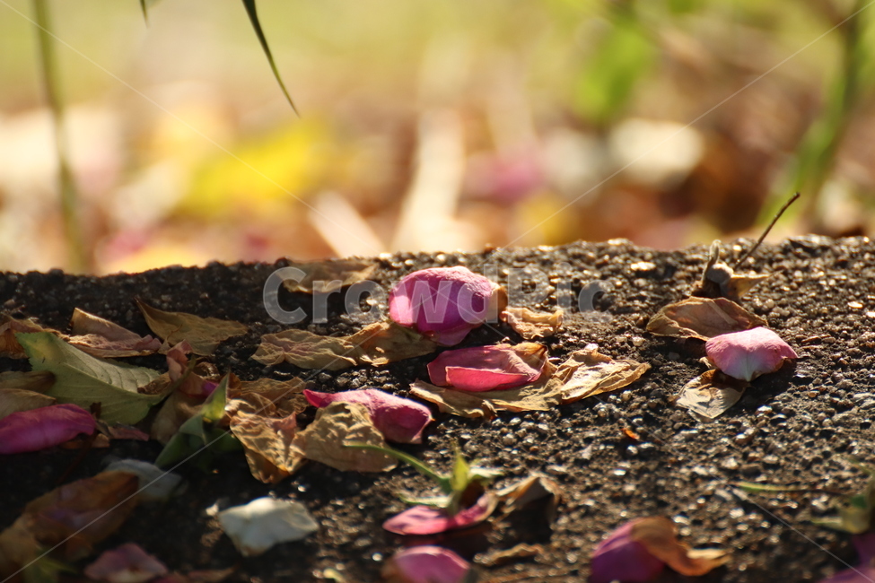 꽃,꽃잎,감성,그림자,flower,식물,shadow,돌맹이,바닥,장미,장미꽃,햇빛,풀