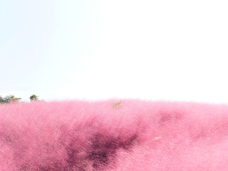 핑크뮬리,뮬리,muhly,pinkmuhly,여러해살이풀,여러해살이식물,핑크뮬리그라스,pinkmuhlygrass,속씨식물,외떡잎식물,벼목,가을,계절,fall,autumn,season,식물,자연,plants,nature