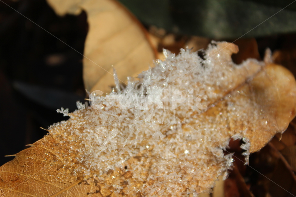 얼음,서리,frost,ice,자연