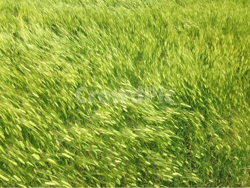 청보리,barely,녹색,green,바람,그림,식물,자연,plants,nature