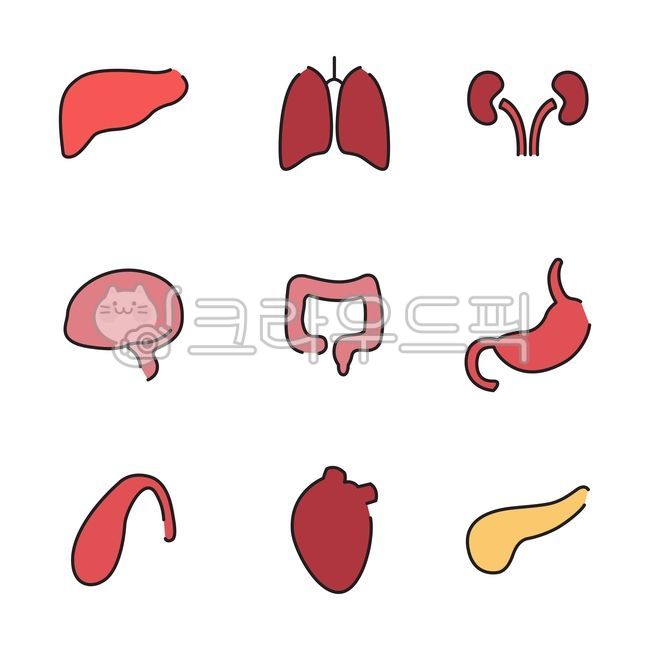 인체장기,인체장기아이콘,장기아이콘,장기,organ,organicon,사람장기아이콘,사람장기